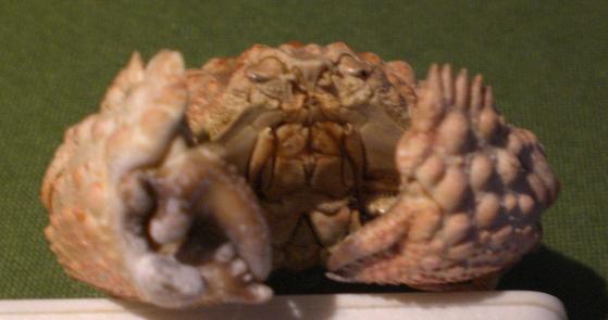 calappa capellonis T.F.C. chelipeds A.bmp